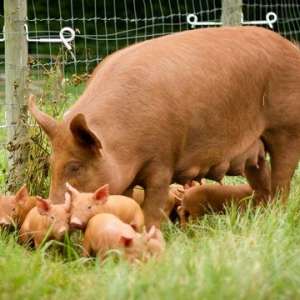 4116d6eb5c801a26e83231b1973068ca