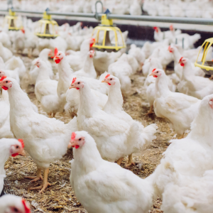 Understanding-the-Differences-Between-Meat-Chickens-and-Laying-Hens