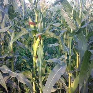 WhatsApp Image 2026-02-08 at 8.06.06 PM