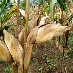 WhatsApp Image 2026-02-08 at 8.07.59 PM