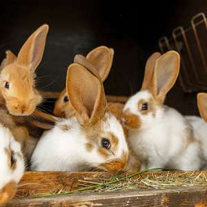 pregnancy-in-rabbits